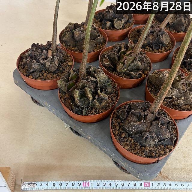 シダ　リュウビンタイ 3号硬質ポット(個体おまかせ1鉢)　インテリアグリーン 室内園芸 おしゃれ 可愛い かわいい |  | 07
