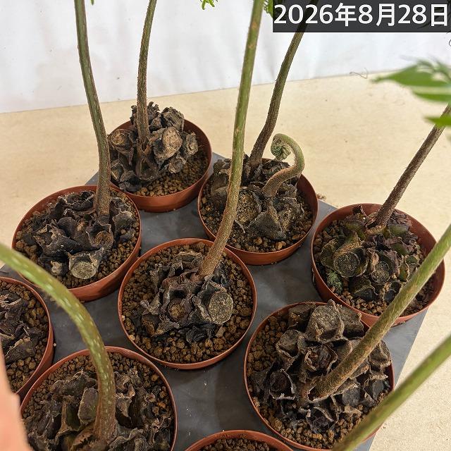 シダ　リュウビンタイ 3号硬質ポット(個体おまかせ1鉢)　インテリアグリーン 室内園芸 おしゃれ 可愛い かわいい |  | 08