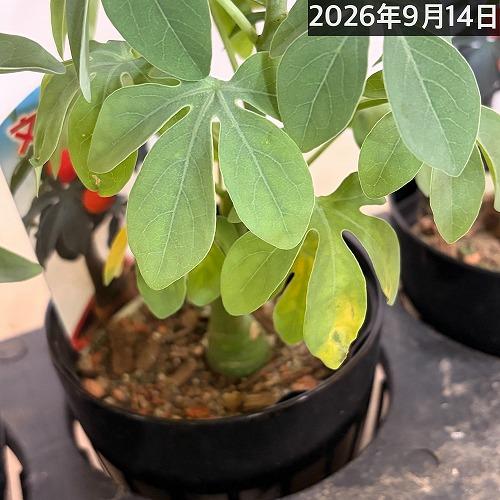 塊根植物 アデニア グラウカ 3号硬質鉢(個体おまかせ1鉢) コーデックス