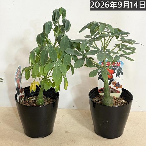 塊根植物　アデニア グラウカ 3号硬質鉢(個体おまかせ1鉢)　コーデックス インテリアグリーン 室内園芸 おしゃれ 可愛い かわいい |  | 11