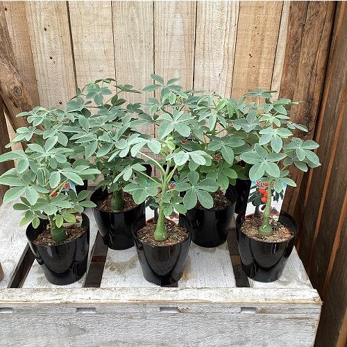 塊根植物 アデニア グラウカ 3号硬質鉢(個体おまかせ1鉢) コーデックス
