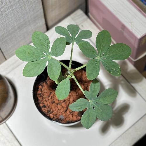 葉傷みあり】多肉植物 アデニア グラウカ 3号硬質ポット(個体おまかせ1