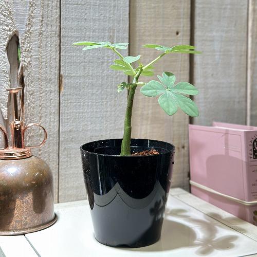 葉傷みあり】多肉植物 アデニア グラウカ 3号硬質ポット(個体おまかせ1