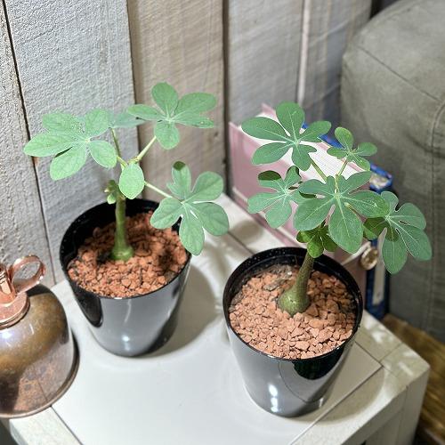 アデニア　グラウカ　Maceta pot付き 葉傷みあり】多肉植物 アデニア グラウカ 3号硬質ポット(個体おまかせ1
