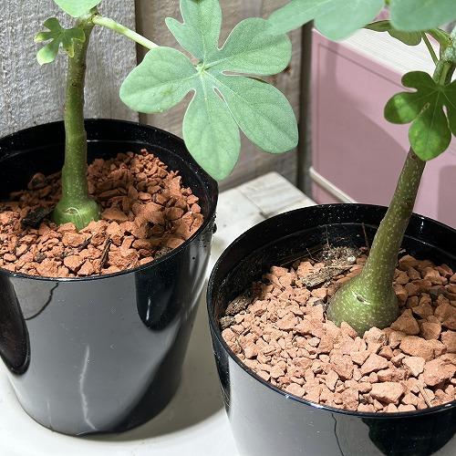 葉傷みあり】多肉植物 アデニア グラウカ 3号硬質ポット(個体おまかせ1