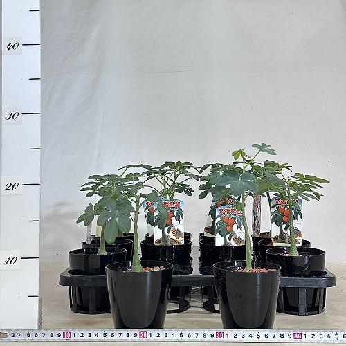 アデニア　クラウカ　3号 アデニア クラウカ 3号 アデニア グラウカ Adenia Glauca No.3