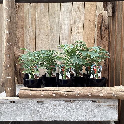塊根植物 アデニア グラウカ 3号硬質鉢(個体おまかせ1鉢) コーデックス