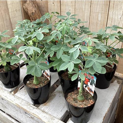 塊根植物　アデニア グラウカ 3号硬質鉢(個体おまかせ1鉢)　コーデックス インテリアグリーン 室内園芸 おしゃれ 可愛い かわいい |  | 06
