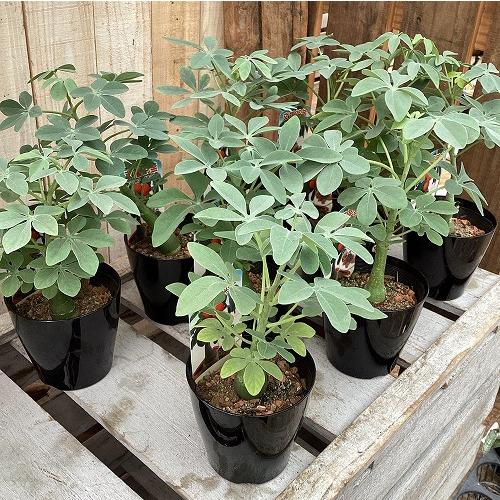 塊根植物　アデニア グラウカ 3号硬質鉢(個体おまかせ1鉢)　コーデックス インテリアグリーン 室内園芸 おしゃれ 可愛い かわいい |  | 07