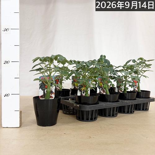塊根植物　アデニア グラウカ 3号硬質鉢(個体おまかせ1鉢)　コーデックス インテリアグリーン 室内園芸 おしゃれ 可愛い かわいい |  | 08