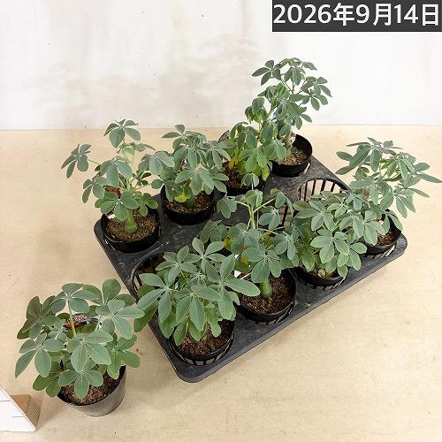 塊根植物　アデニア グラウカ 3号硬質鉢(個体おまかせ1鉢)　コーデックス インテリアグリーン 室内園芸 おしゃれ 可愛い かわいい |  | 09