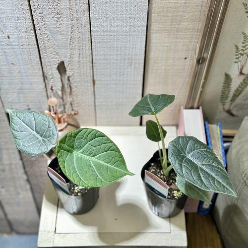 間伸び気味】アロカシア マハラニ 3号(個体おまかせ1鉢) 観葉植物