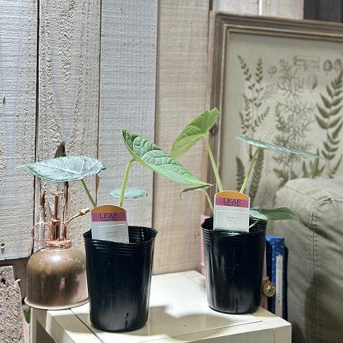 間伸び気味】アロカシア マハラニ 3号(個体おまかせ1鉢) 観葉植物