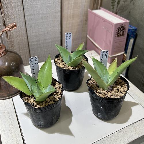 お買い得] アガベ ポタトラムドワーフ 2号ポット(個体おまかせ1鉢