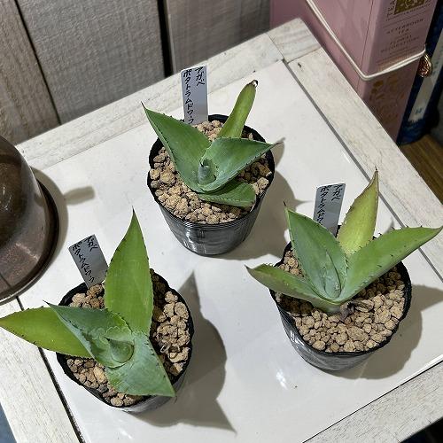 お買い得] アガベ ポタトラムドワーフ 2号ポット(個体おまかせ1鉢