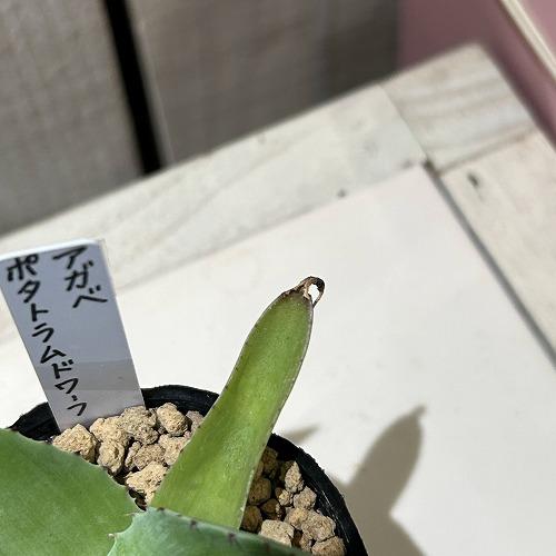 お買い得] アガベ ポタトラムドワーフ 2号ポット(個体おまかせ1鉢