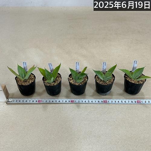 お買い得] アガベ ポタトラムドワーフ 2号ポット(個体おまかせ1鉢