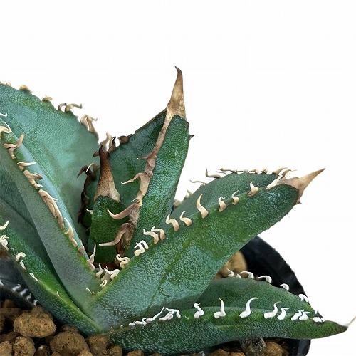 お買い得] アガベ オテロイ 2号ポット(個体おまかせ1鉢) 多肉植物