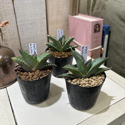 お買い得] アガベ オテロイ 2号ポット(個体おまかせ1鉢) 多肉植物