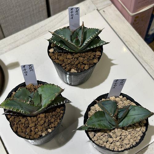 お買い得] アガベ オテロイ 2号ポット(個体おまかせ1鉢) 多肉植物