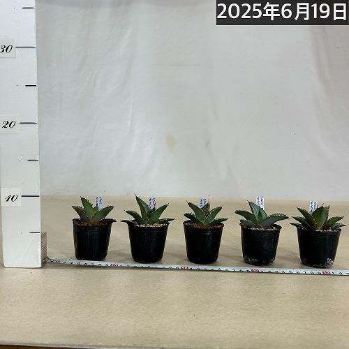 お買い得] アガベ オテロイ 2号ポット(個体おまかせ1鉢) 多肉植物