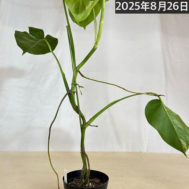 黄斑モンステラ ボルシギアナ オーレア 4号 個体C(現品) 斑入り 観葉