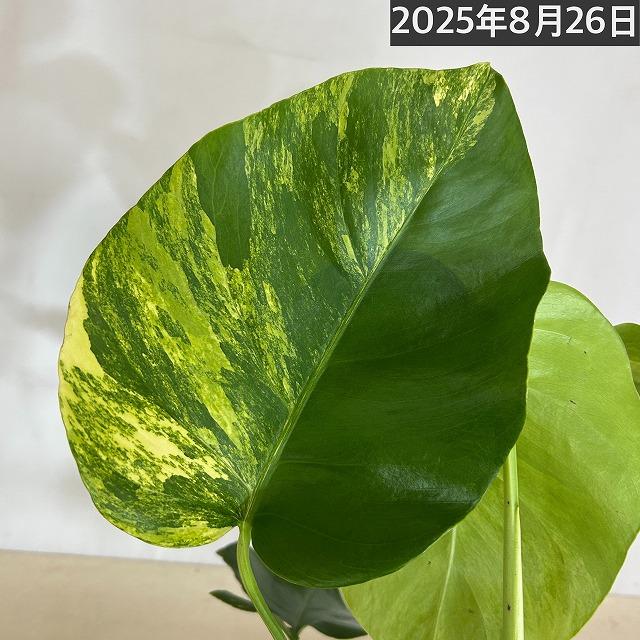 黄斑モンステラ ボルシギアナ オーレア 4号 個体C(現品) 斑入り 観葉