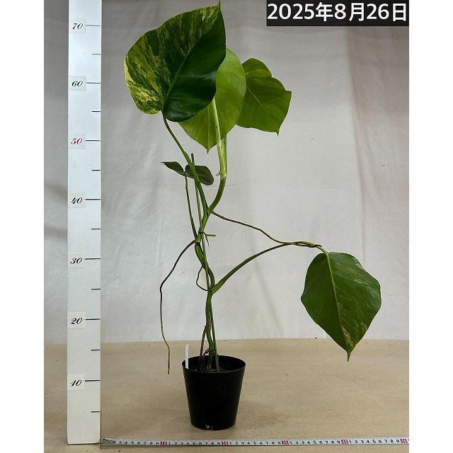 黄斑モンステラ ボルシギアナ オーレア 4号 個体C(現品) 斑入り 観葉