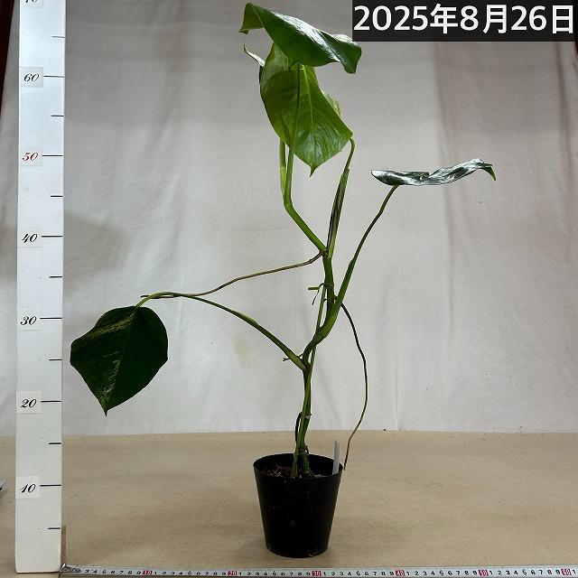 黄斑モンステラ ボルシギアナ オーレア 4号 個体C(現品) 斑入り 観葉