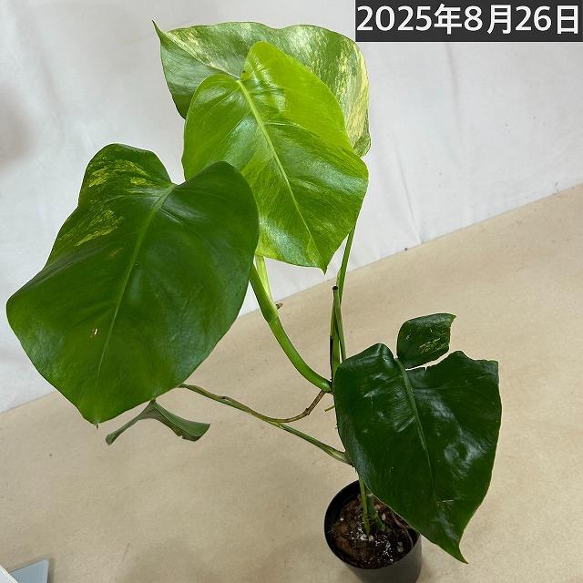 黄斑モンステラ ボルシギアナ オーレア 4号 個体C(現品) 斑入り 観葉