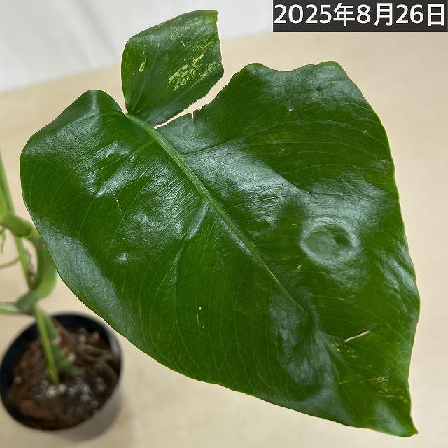 黄斑モンステラ ボルシギアナ オーレア 4号 個体C(現品) 斑入り 観葉