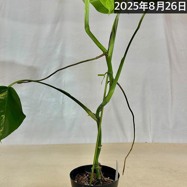 黄斑モンステラ ボルシギアナ オーレア 4号 個体C(現品) 斑入り 観葉