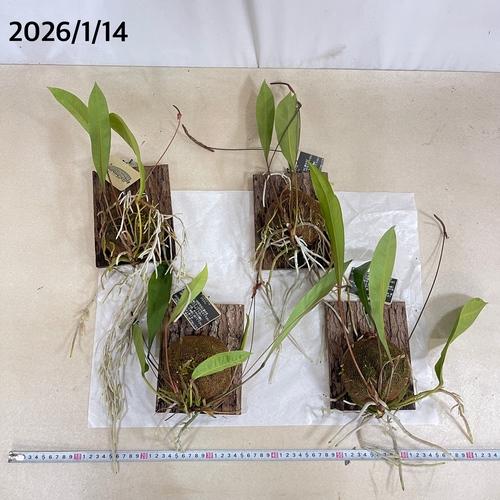 観葉植物　アンスリウム グラシレ 吊り 天然木板付(お任せ1個)　可愛い かわいい インテリアグリーン 室内園芸 おしゃれ |  | 10