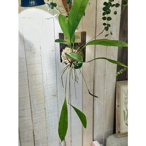 観葉植物　アンスリウム グラシレ 吊り 天然木板付(お任せ1個)　可愛い かわいい インテリアグリーン 室内園芸 おしゃれ |  | 02