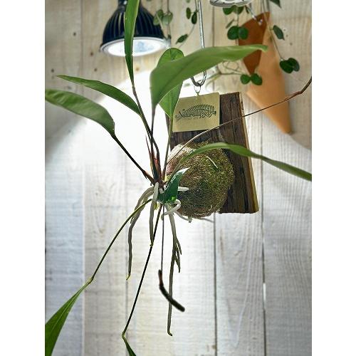 観葉植物　アンスリウム グラシレ 吊り 天然木板付(お任せ1個)　可愛い かわいい インテリアグリーン 室内園芸 おしゃれ |  | 03