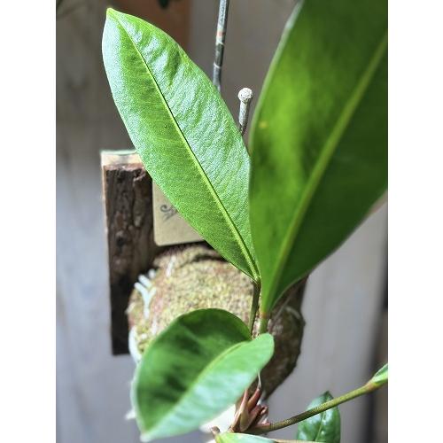 観葉植物　アンスリウム グラシレ 吊り 天然木板付(お任せ1個)　可愛い かわいい インテリアグリーン 室内園芸 おしゃれ |  | 04