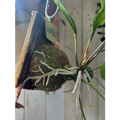 観葉植物　アンスリウム グラシレ 吊り 天然木板付(お任せ1個)　可愛い かわいい インテリアグリーン 室内園芸 おしゃれ |  | 05