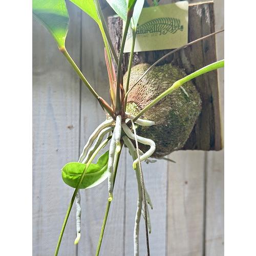 観葉植物　アンスリウム グラシレ 吊り 天然木板付(お任せ1個)　可愛い かわいい インテリアグリーン 室内園芸 おしゃれ |  | 06