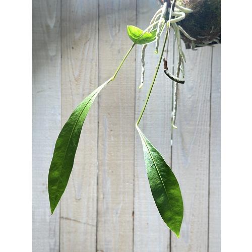 観葉植物　アンスリウム グラシレ 吊り 天然木板付(お任せ1個)　可愛い かわいい インテリアグリーン 室内園芸 おしゃれ |  | 07