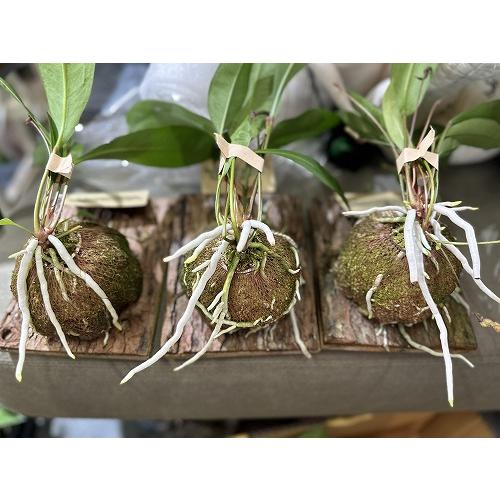 観葉植物　アンスリウム グラシレ 吊り 天然木板付(お任せ1個)　可愛い かわいい インテリアグリーン 室内園芸 おしゃれ |  | 08