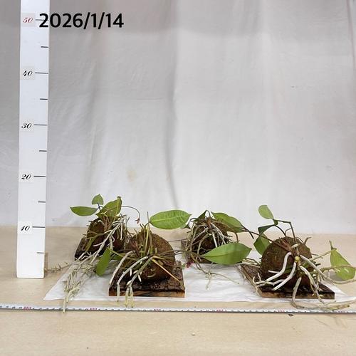 観葉植物　アンスリウム グラシレ 吊り 天然木板付(お任せ1個)　可愛い かわいい インテリアグリーン 室内園芸 おしゃれ |  | 09