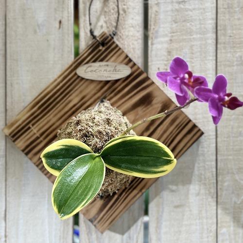 ※現在花無し 洋蘭 洋ラン　斑入り葉胡蝶蘭 ファレノプシス ココノハ 板付き壁掛け(個体おまかせ1鉢)　インテリアグリーン おしゃれ 可愛い かわいい ハンギング | 
