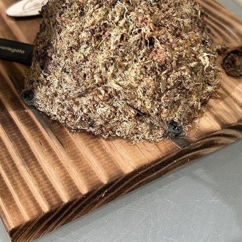 ※現在花無し 洋蘭 洋ラン　斑入り葉胡蝶蘭 ファレノプシス ココノハ 板付き壁掛け(個体おまかせ1鉢)　インテリアグリーン おしゃれ 可愛い かわいい ハンギング |  | 10