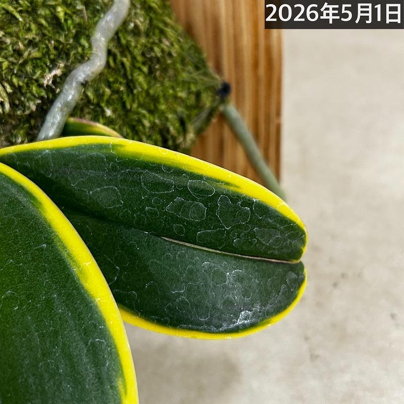洋ラン【現在花無し】斑入り葉胡蝶蘭 ファレノプシス ココノハ 板付き壁掛け(個体おまかせ1鉢)　洋蘭 インテリアグリーン おしゃれ 可愛い かわいい ハンギング |  | 11