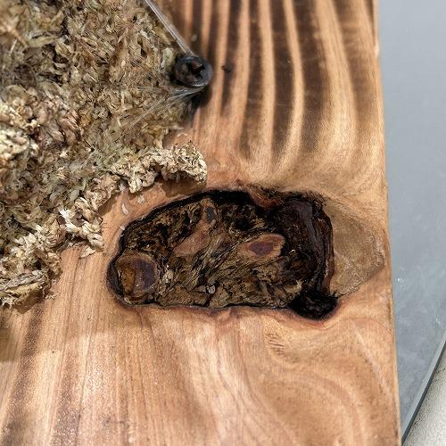 ※現在花無し 洋蘭 洋ラン　斑入り葉胡蝶蘭 ファレノプシス ココノハ 板付き壁掛け(個体おまかせ1鉢)　インテリアグリーン おしゃれ 可愛い かわいい ハンギング |  | 11