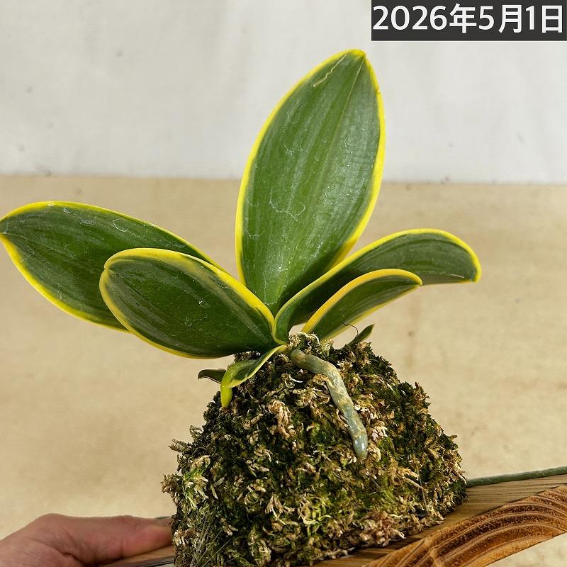 洋ラン【現在花無し】斑入り葉胡蝶蘭 ファレノプシス ココノハ 板付き壁掛け(個体おまかせ1鉢)　洋蘭 インテリアグリーン おしゃれ 可愛い かわいい ハンギング |  | 12