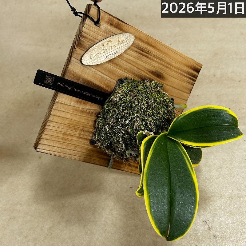 洋ラン【現在花無し】斑入り葉胡蝶蘭 ファレノプシス ココノハ 板付き壁掛け(個体おまかせ1鉢)　洋蘭 インテリアグリーン おしゃれ 可愛い かわいい ハンギング |  | 13