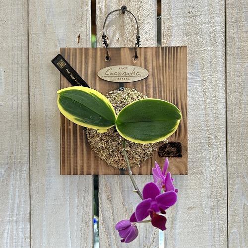 ※現在花無し 洋蘭 洋ラン　斑入り葉胡蝶蘭 ファレノプシス ココノハ 板付き壁掛け(個体おまかせ1鉢)　インテリアグリーン おしゃれ 可愛い かわいい ハンギング |  | 12