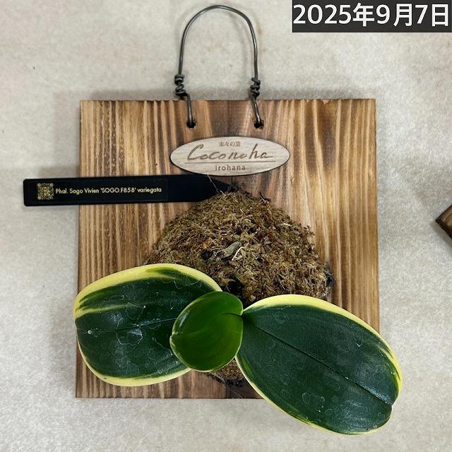 ※現在花無し 洋蘭 洋ラン　斑入り葉胡蝶蘭 ファレノプシス ココノハ 板付き壁掛け(個体おまかせ1鉢)　インテリアグリーン おしゃれ 可愛い かわいい ハンギング |  | 15