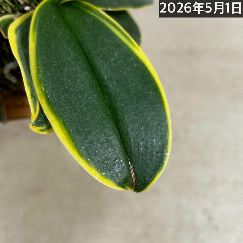 洋ラン【現在花無し】斑入り葉胡蝶蘭 ファレノプシス ココノハ 板付き壁掛け(個体おまかせ1鉢)　洋蘭 インテリアグリーン おしゃれ 可愛い かわいい ハンギング |  | 14